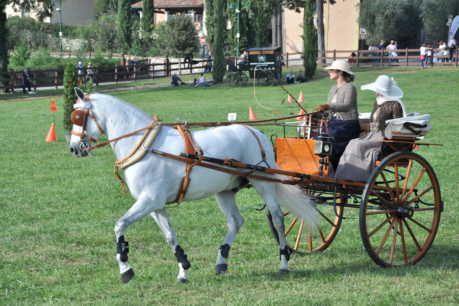 Carrozze